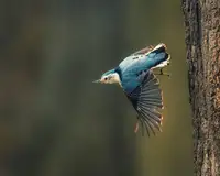 Cai, Xiao: Bird - White Breasted Nuthatch