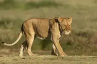 Valluri, Ratna Venkata: Lioness on a walk