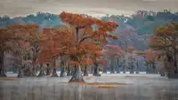 Ruoppolo, Luigi: Caddo Lake