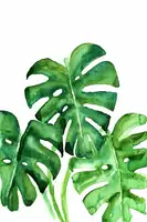 Blursbyai, Laiz Rosana: Monstera leaves in loose watercolor