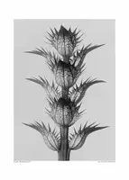 Blossfeldt, Karl: Acanthus mollis