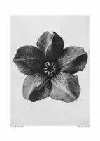 Blossfeldt, Karl: Cobaea Scandens