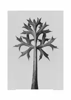 Blossfeldt, Karl: Eryngium Bourgatii