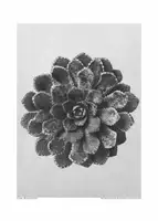 Blossfeldt, Karl: Margined Pyramidal Saxifrage