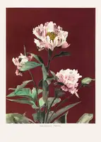 Kazumasa, Ogawa: Hærdaceous Peony no2