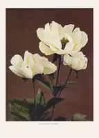 Kazumasa, Ogawa: Hærdaceous Peony