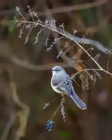 Cai, Xiao: Bird - Northern Mockingbird
