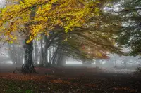 Barboni, Sergio: Forest with fog