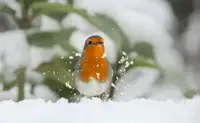 Keizer, Annie: Robin in the snow.