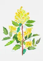 Botanical, Kata: Oregon grape or Mahonia aquifolium botanical painting