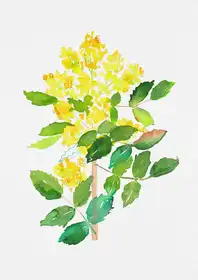 Botanical, Kata: Oregon grape or Mahonia aquifolium botanical painting