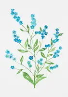 Botanical, Kata: Wood forget-me-not or Myosotis sylvatica botanical painting