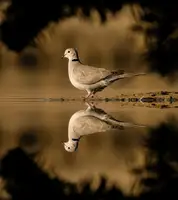 Elsheshtawy, Ahmed: dove