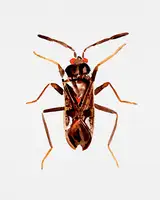 Botanical, Kata: Dirt-colored seed bug or Rhyparochromus vulgaris