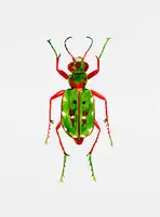 Botanical, Kata: Green tiger beetle or Cicindela campestris