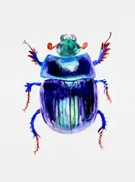 Botanical, Kata: Earth-boring dung beetle or Anoplotrupes stercorosus