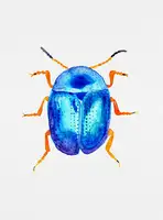 Botanical, Kata: Blue leaf beetle or Colaphus sophiae