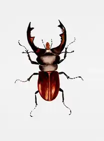 Botanical, Kata: Stag beetle or Lucanus cervus