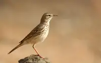 Alar, J.Del: bisbita