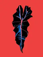 Gulina, Francesco: Alocasia Polly Red