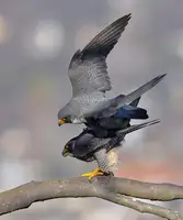 Lam, Gavin: Peregrine Falcon