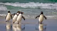 Lin, Ning: Rockhopper Pinguins just back from the Sea