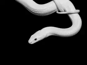 Drake, David: Serpent Blanc