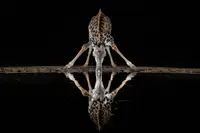 Catta, Alessandro: Spider Giraffe