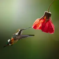 Acevedo, Pérez Lisandro: Chaetocercus Mulsanti (Colibrí de Mulsant)