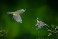 Setiadi, Ajar: bird