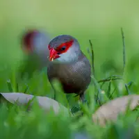 Xu, Jian: Common waxbill