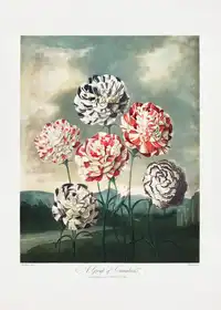 Thornton, John Robert: A Group of Carnations from The Temple of Flora (1807)