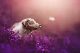 Shandor, Ve: Puppy magic