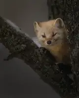 Fu, Molly: Cute Little Face