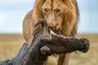 Ortega, Xavier: Lion with prey