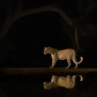 LI, MIN: Inverted reflection in water