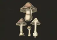 and, Stephenson John: Agaricus Bulbosus  Dark Background