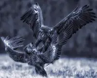 Manusevich, David: Eagle fights