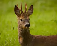 Williams, Stuart: Wild Roe deer