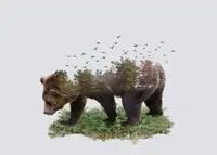 Zhividze, Salome: Bear