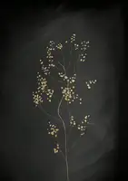 Aureous: Black Gold Botanical No 3