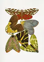 Séguy, Alain Emile: Butterflies 6