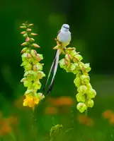 He, Mike: Scissor-tailed Flycatcher and Flowers