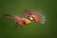 Yang, Jianping: Cardinal in Flight