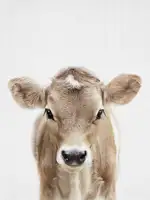 Peacock, Lola: Peekaboo Baby Cow