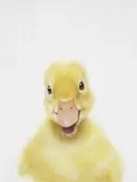 Peacock, Lola: Peekaboo Baby Duck