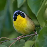 Xu, Jian: Common Yellowthroat