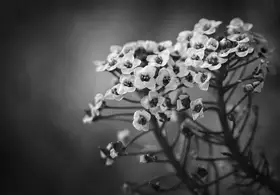 Lourens, Claudi: Alyssum Flowers