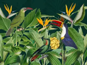 Haase, Andrea: Rainforest Birds