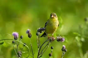 Chen, Johnny: American Goldfinch